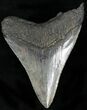 Bargain Megalodon Tooth - South Carolina #22586-2